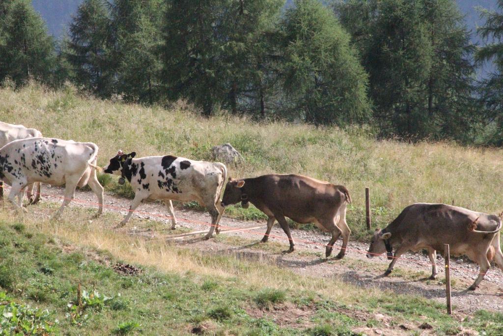 Nestalp Malga Campo Villa Peio Bagian luar foto