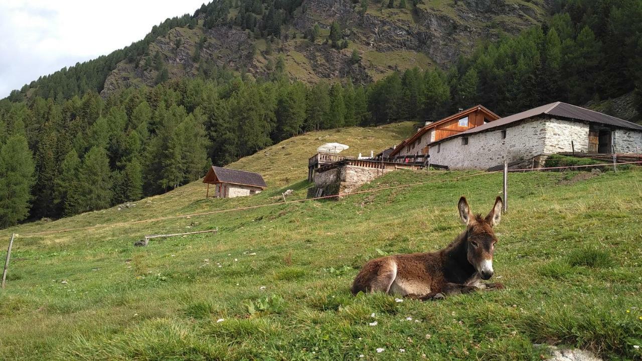 Nestalp Malga Campo Villa Peio Bagian luar foto