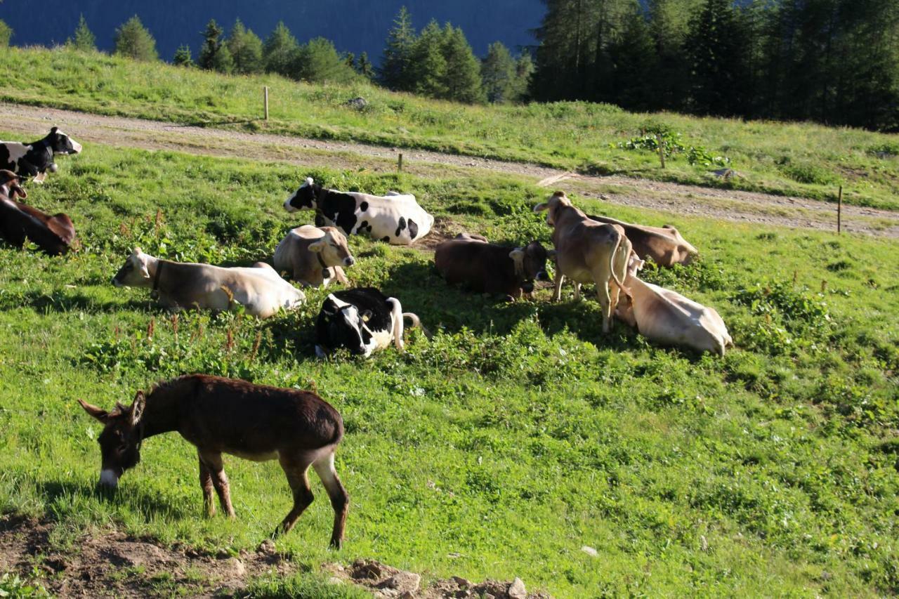 Nestalp Malga Campo Villa Peio Bagian luar foto